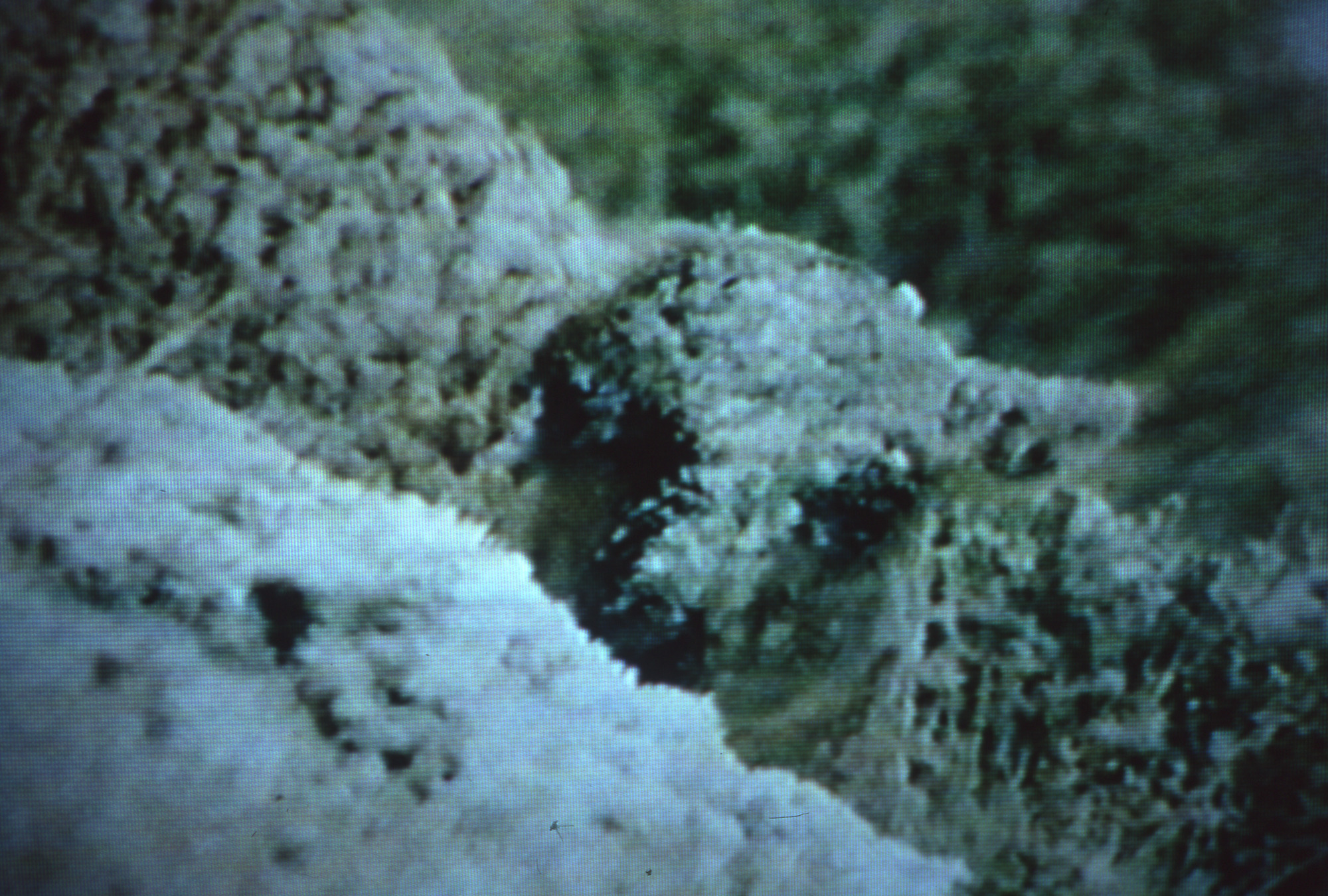 Alpaca in snow (1)