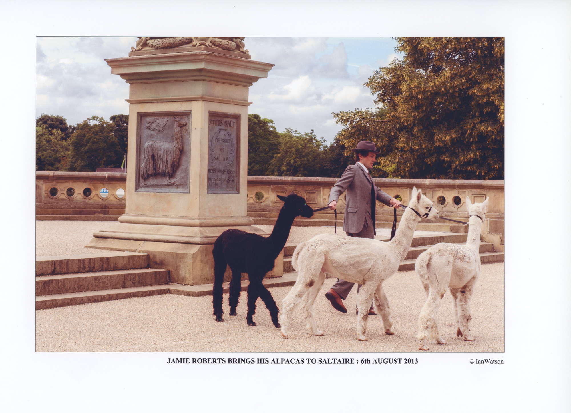 Jamie Roberts visit with alpacas: Page 9 - In Roberts Park near Sir Titus's statue