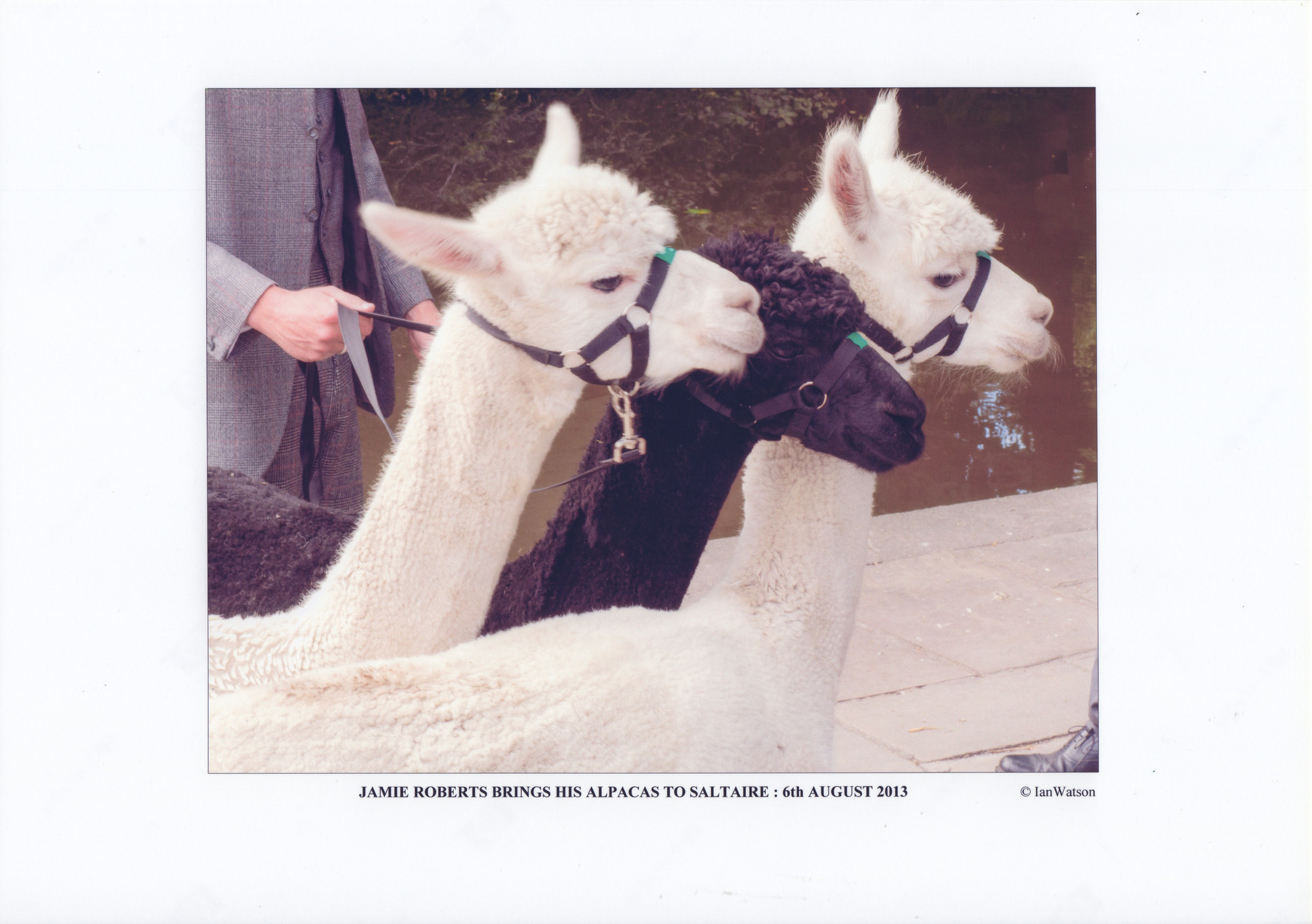 Jamie Roberts visit with alpacas: Page 12 - Close up of three alpaca heads