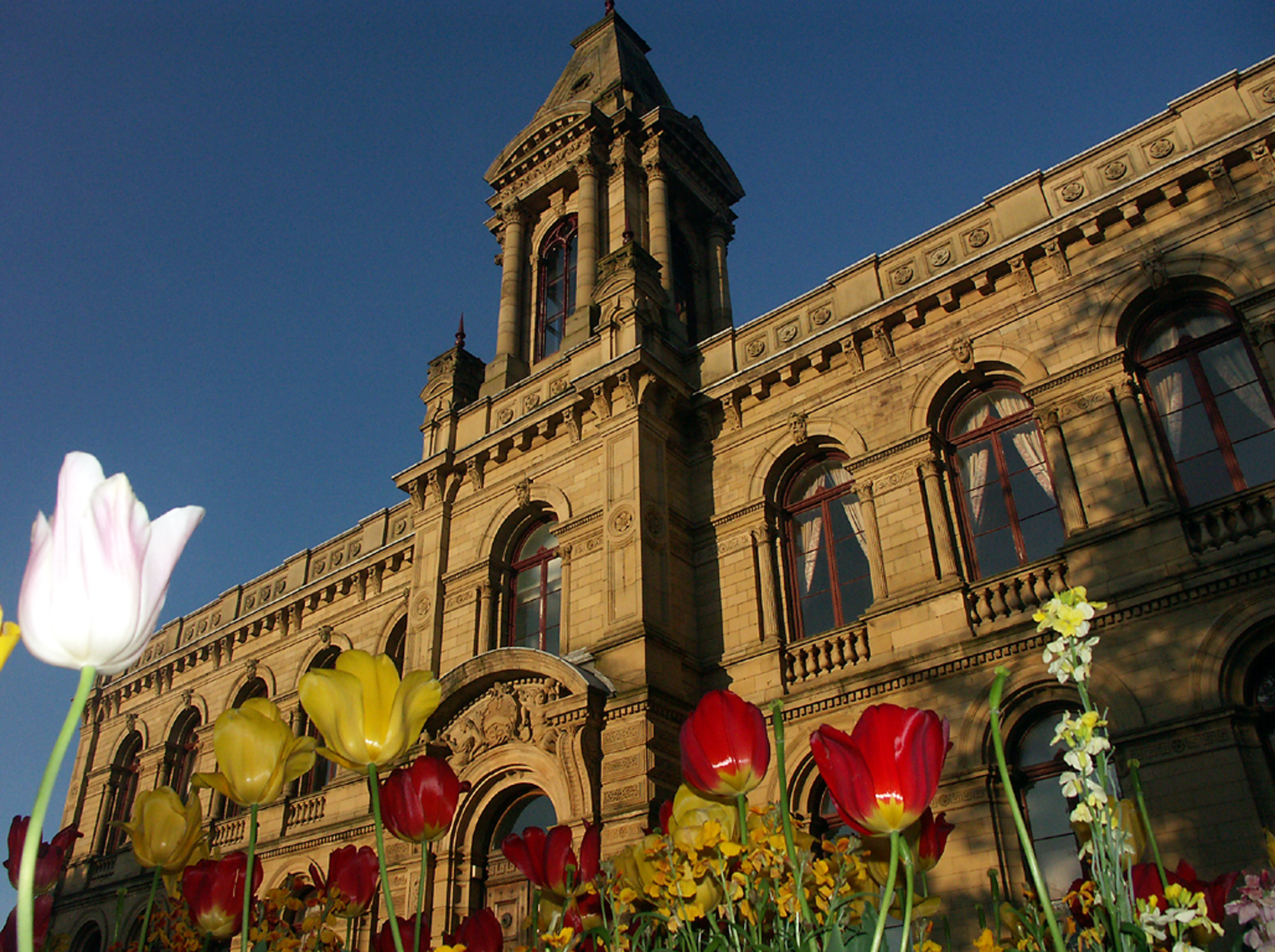 Victoria Hall and tulips